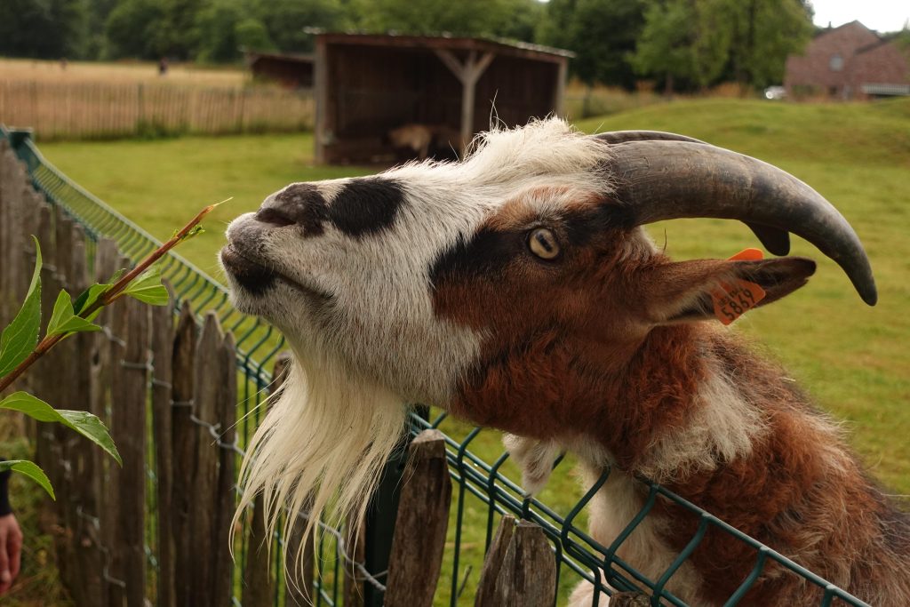 Geit met grote gebogen hoorns die naar een plant reikt bij een hek